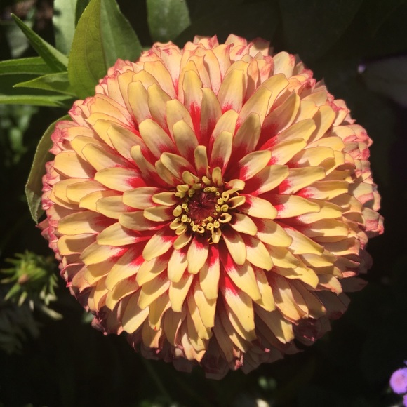 Meet your Posher, Patrick - Picture 1 of 1